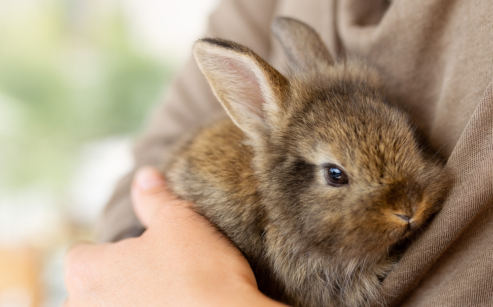 What to Know When Moving with Rabbits?