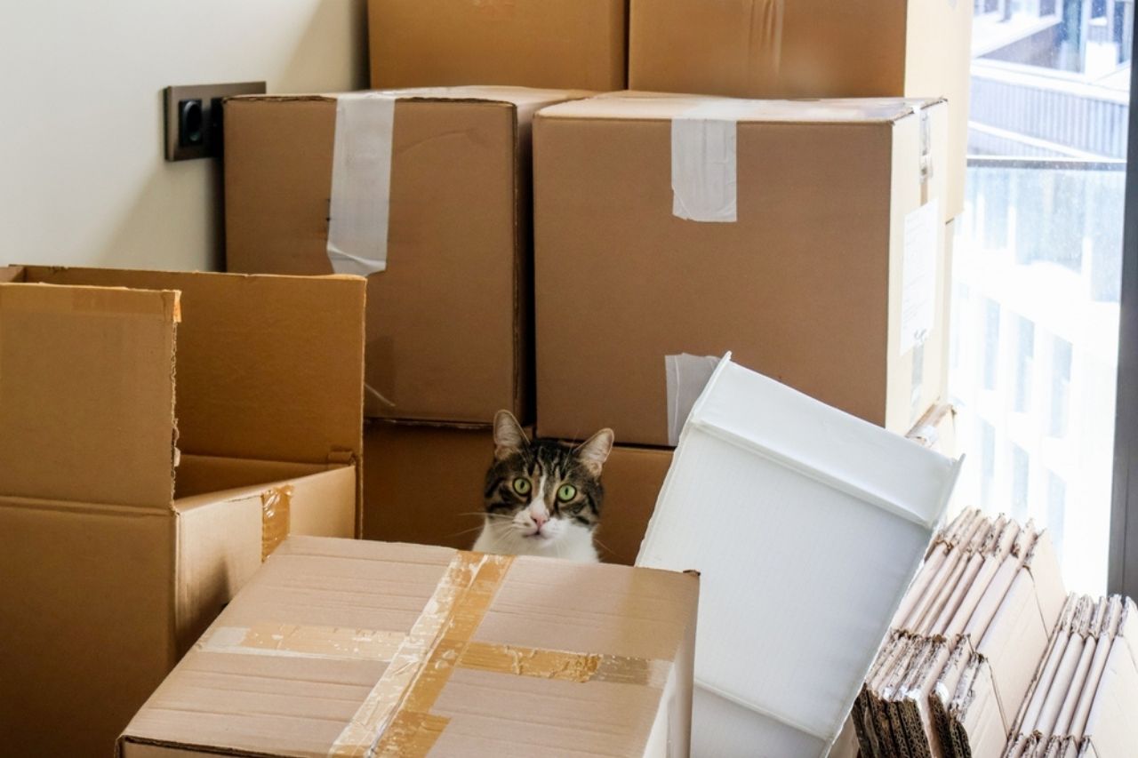 Cheap Movers Short Distance