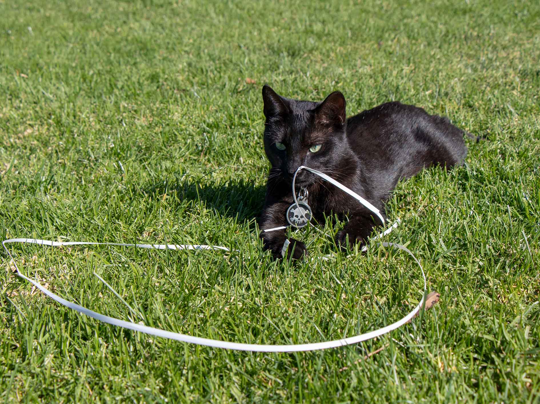  Navigating a Smooth Move with Your Furry Friends: Common Mistakes to Avoid